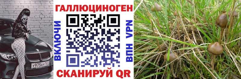 как найти наркотики  Туран  кракен как зайти  Псилоцибиновые грибы GOLDEN TEACHER 